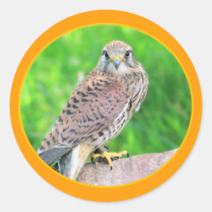 Adesivo Kestrel Sticker