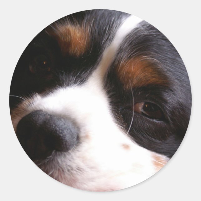 Adesivo King Charles Cavalier Spaniel Sticker (Frente)