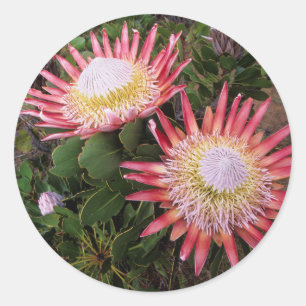 Adesivo King Protea (Protea Cynaroides), Helderberg