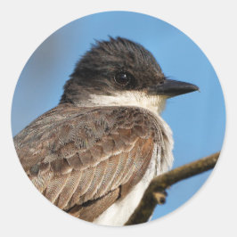 Adesivo Kingbird oriental em uma ramificação