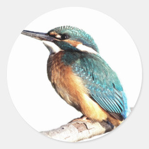 Adesivo "Kingfisher"
