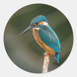 Adesivo Kingfisher