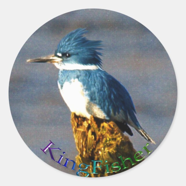 Adesivo Kingfisher Bird Wildlife Sticker (Frente)