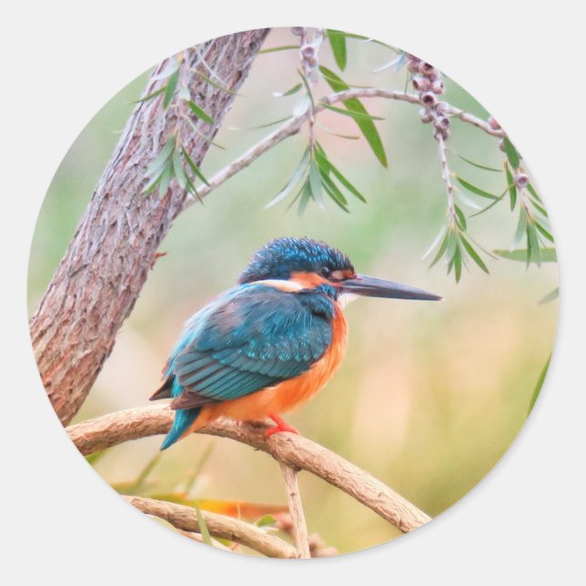 Adesivo Kingfisher Perch no Branch (Frente)