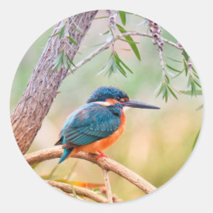 Adesivo Kingfisher Perch no Branch
