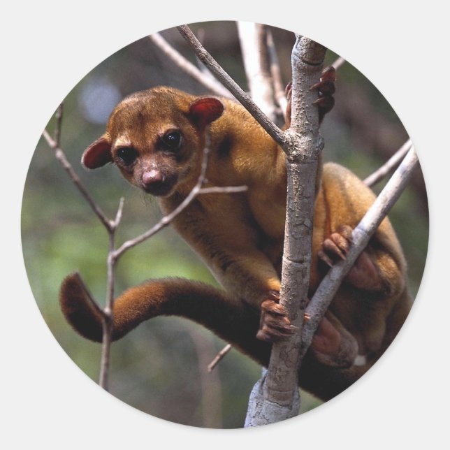 Adesivo Kinkajou (Potos flavus) (Frente)