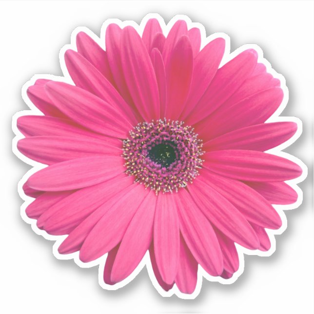 Adesivo Kiss-cut de Flor de Gerbera Rosa (Frente)