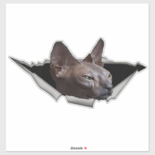 Adesivo Kitten Canadian Sphynx Car Sticker Sphynx