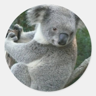 Adesivo Koala