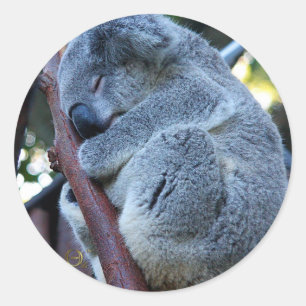 Adesivo Koala da torta de Cutie