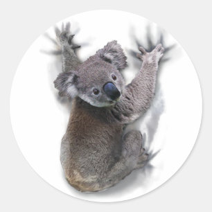 Adesivo Koala Hang No Urso Cóctil Traseiro Da Austrália