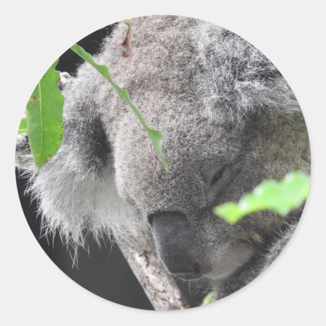 Adesivo Koala Sticker (Frente)