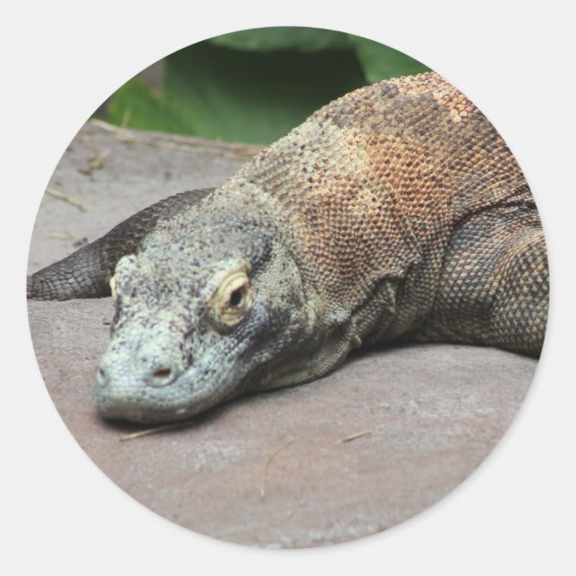 Adesivo Komodo dragon (Varanus komodoensis), (Frente)