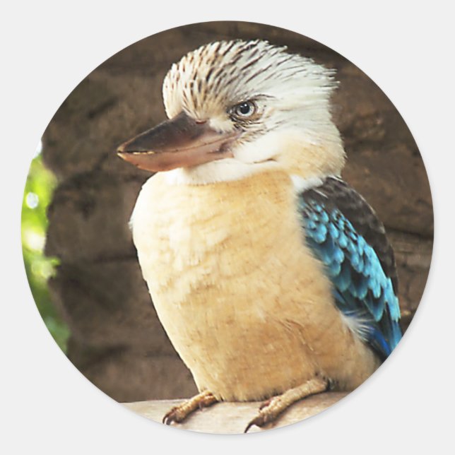 Adesivo Kookaburra (Frente)