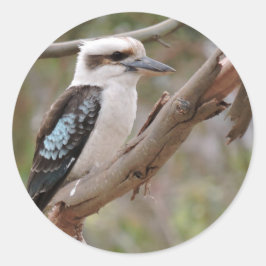 Adesivo Kookaburra na Árvore de Goma -