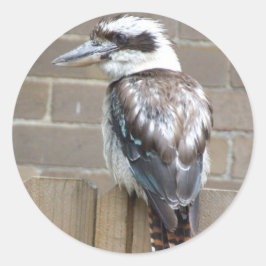 Adesivo Kookaburra Sticker