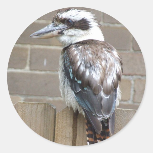 Adesivo Kookaburra Sticker (Frente)