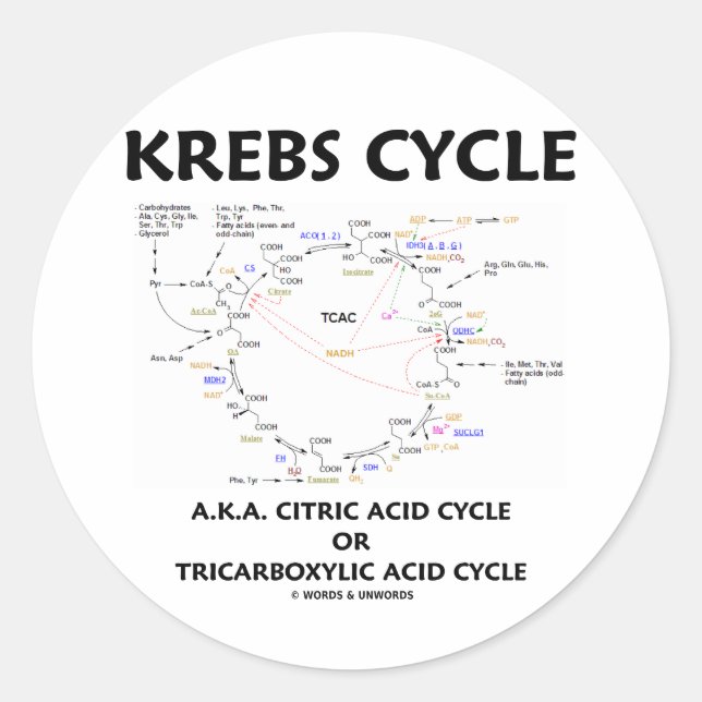 Adesivo Krebs Cycle A.K.A. Ciclo Ácido Cítrico Tricarboxíl (Frente)