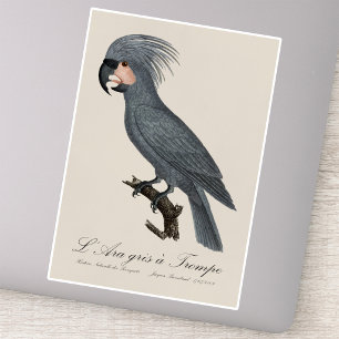 Adesivo L’Ara gris à Trompe / Cinza Palm Cockatoo