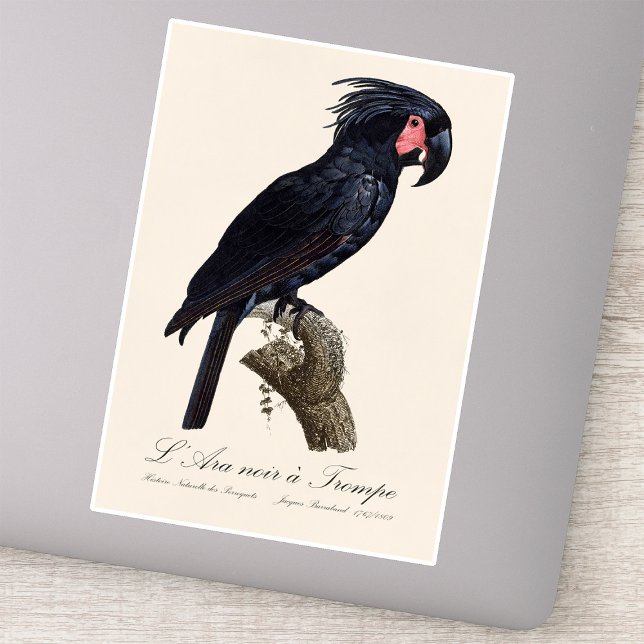 Adesivo L' Ara Noir a Trompe / Cacatua-de-bico-comprido  (L' Ara Noir a Trompe / Palm Cockatoo. Sticker)