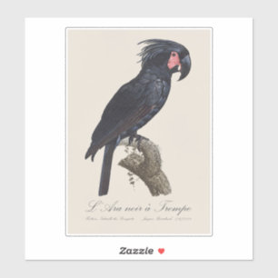 Adesivo L' Ara Noir a Trompe / Palm Cockatoo