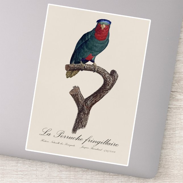 Adesivo La Perruche fringillaire (Blue-Crowned Lorikeet, Vini Australis. Sticker)