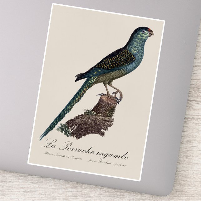 Adesivo La Perruche ingambe (Ground Parrot or Swamp Parrot, Pezoporus Wallicus. Sticker)