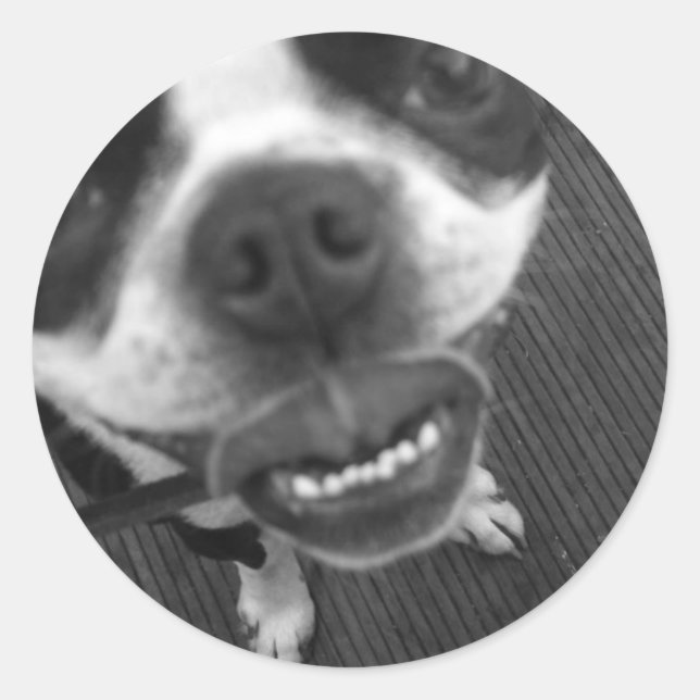 Adesivo Lábios de Boston Terrier (Frente)