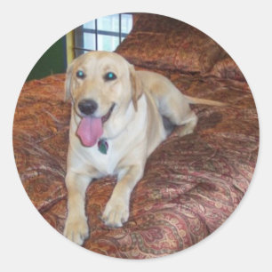 ADESIVO LABORATÓRIAS AMARELAS