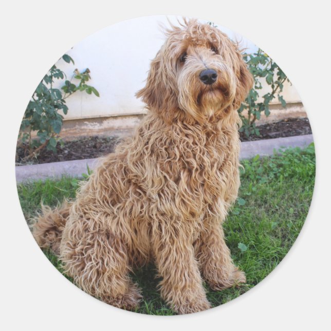Adesivo Labradoodle Puppy Dog (Frente)