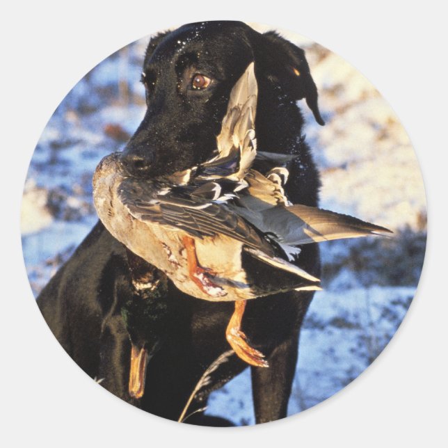 Adesivo Labrador Retriever com Drake Mallard (Frente)