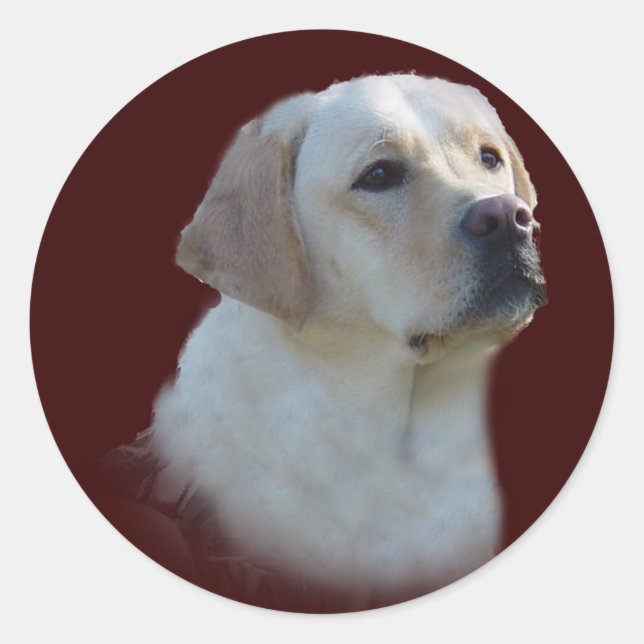 Adesivo Labrador Retriever Sticker (Frente)