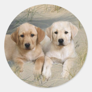 Adesivo Labrador Retriever Sticker Pups Em Praia