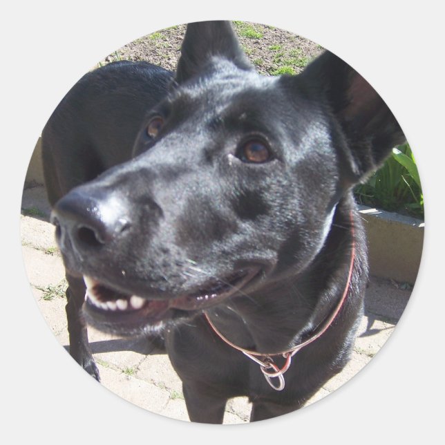 Adesivo Lacquer Black German shepherd (Frente)