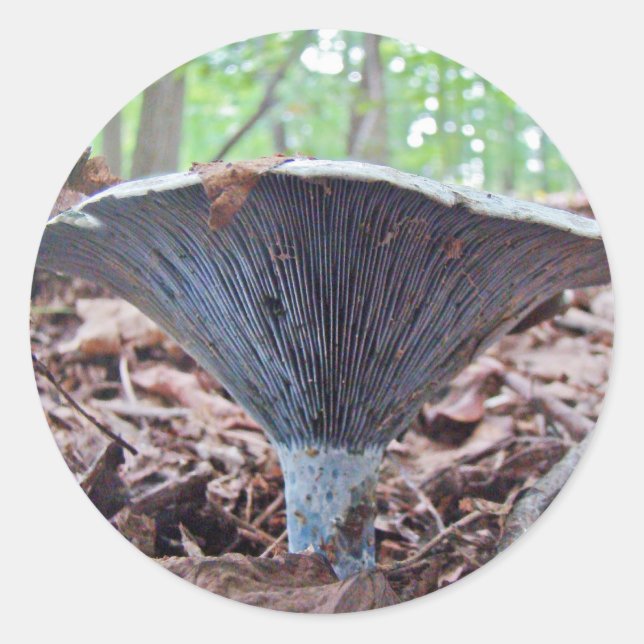 Adesivo Lactarius indigo Blue Mushroom (Frente)