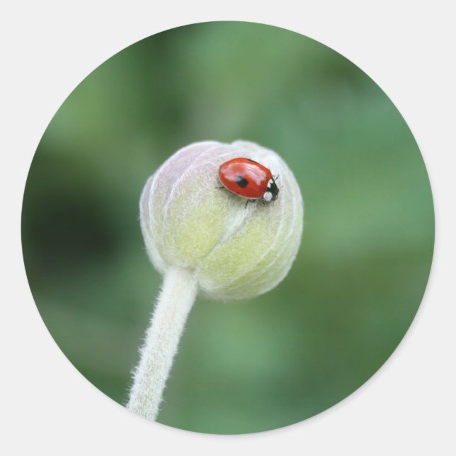 Adesivo Lady Bird Stickers (Frente)