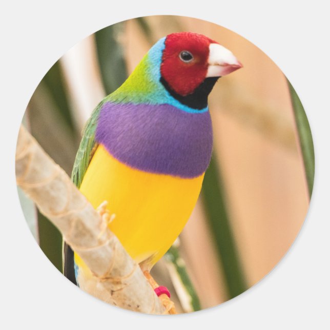 Adesivo Lady Gouldian Finch (Frente)