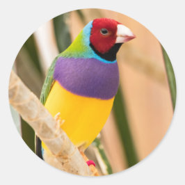 Adesivo Lady Gouldian Finch