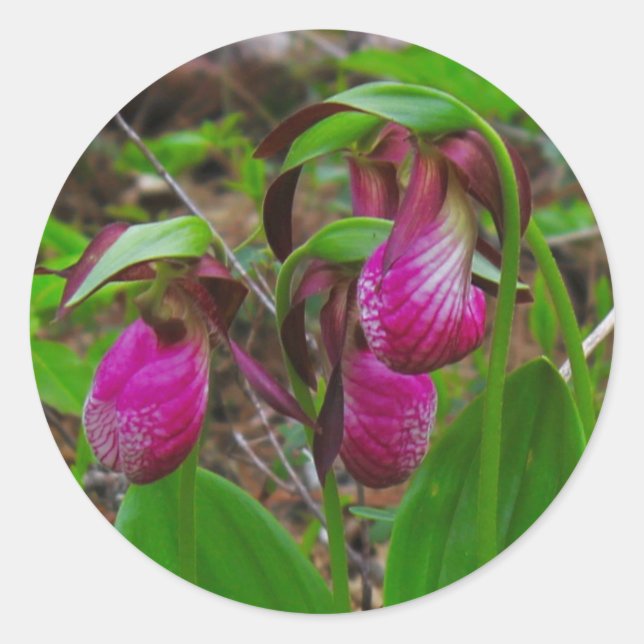 Adesivo Lady Slipper (Frente)