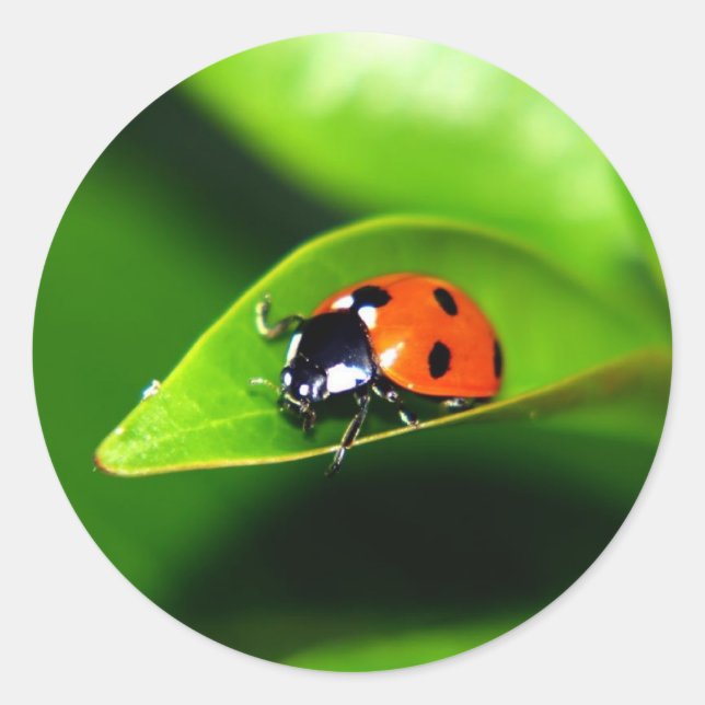 Adesivo Ladybug (Frente)