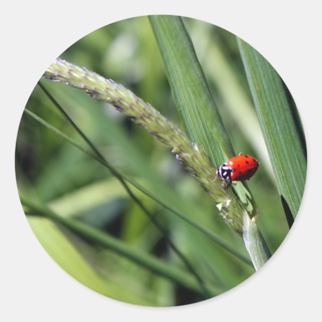 Adesivo Ladybug (Coccinellidae) (Frente)
