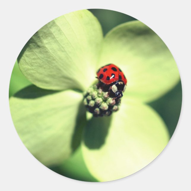 Adesivo Ladybug Na Flor Dogwood (Frente)