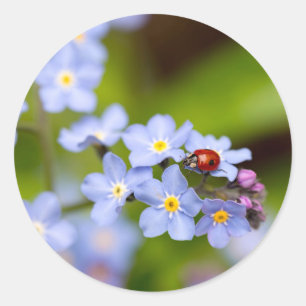 Adesivo Ladybug no Forget-me-not Stickers