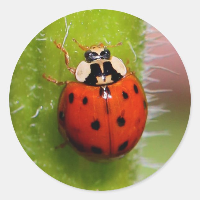 Adesivo Ladybug no Sunflower Stalk (Frente)