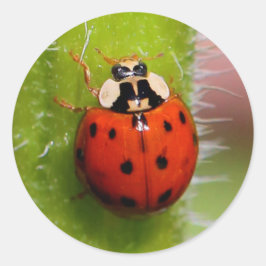 Adesivo Ladybug no Sunflower Stalk