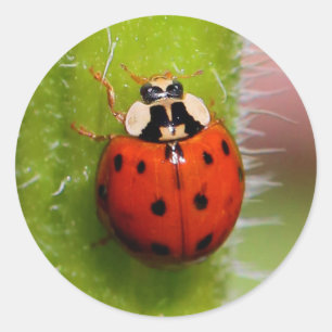 Adesivo Ladybug no Sunflower Stalk
