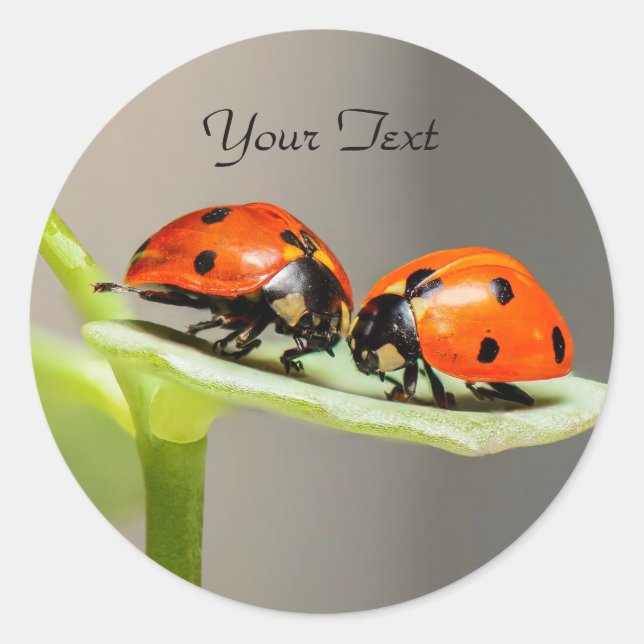 Adesivo Ladybugs Beetles Classic Round Sticker (Frente)