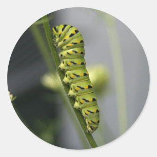 Adesivo Lagarta-do-mato-preto (verme-da-mãe) em Dil