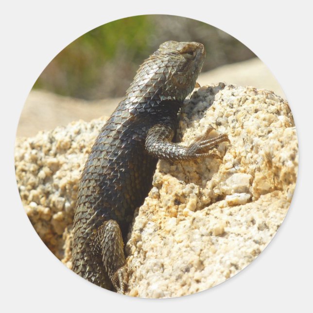 Adesivo Lagarto Espinhoso de Dorso Amarelo no Joshua Tree (Frente)