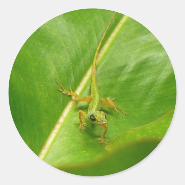 Adesivo Lagarto Verde na Folha Verde (Frente)